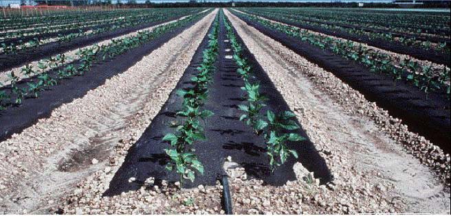 Fuente: TTape (2003). Figura 7.24. Riego con una tubería portagoteros por dos líneas de cultivo en un suelo con buena difusión lateral.