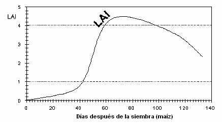 la evolución del LAI efectivo, puesto que la transpiración de un cultivo varía a lo largo de su ciclo de crecimiento y desarrollo de forma muy similar a lo que lo hace su LAI (Fig. 2.3).
