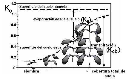 cobertura del suelo por parte del cultivo (Fig. 2.