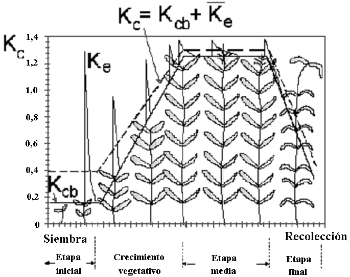 (2) K cb para cultivos con un grado de cobertura C < 0,8, siendo C la fracción de suelo cubierta o sombreada por la vegetación (0,01 0,99): K cb med = K cb med 0,10 (2.