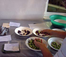 En la recepción del fruto, normalmente se hace una inspección visual de las partidas de aceituna aportadas por los agricultores a la industria de transformación.