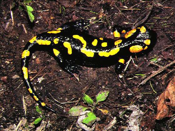 Salamandra (Salamandra salamandra morenica) Orden: Urodela Familia: Salamandridae Descripción: Contraste de colores negro y amarillo, a veces rojizo, muy llamativo.