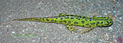 Tritón pigmeo o jaspeado (Triturus marmoratus pigmaeus) Orden: Urodela Familia: Salamandridae Descripción: Dorso de color