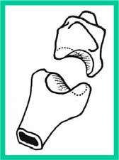 -2- ARTICULACIONES Las articulaciones de la columna del pulgar son cuatro: 1. Articulación trapezoescafoidea o escafotrapezoide: Es una artrodia con pequeños movimientos de deslizamiento. 2.