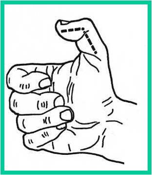 Como ocurre con las metacarpofalángicas de los otros dedos, la superficie articular de la base de la falange se prolonga hacia delante con un fibrocartílago en