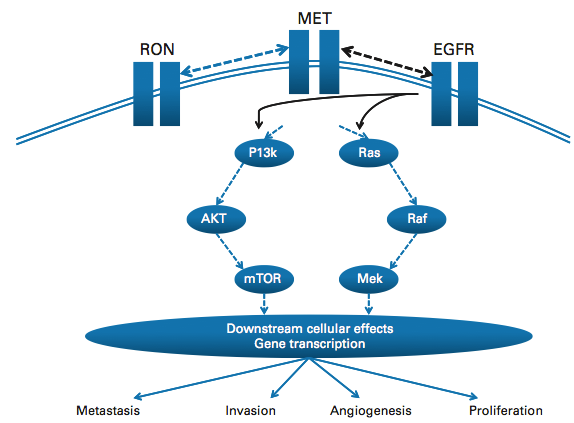 MET Proto-oncogén localizado en el cromosoma 7q21-23 que codifica un receptor tirosina kinasa (TK) para HGF/SF (Hepatocyte growth factor/scatter factor) Activación de MET Progresión tumoral: