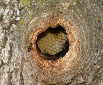 Análisis: Las abejas tienen una capacidad adaptativa impresionante; por lo general, su colmena está situada dentro de un tronco caído (horizontal), pero también se puede adaptar a diversas formas de