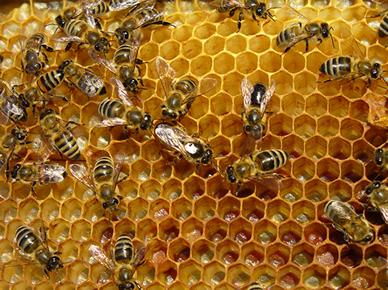 Principios de funcionamiento: La construcción de la colmena y principalmente de las celdas hexagonales que son las que nos interesan, parte de la formación de la cera, la cual se saca de la miel, y