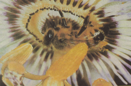 Si las flores se encuentran a una distancia de 150 a 300 metros, las abejas efectúan una danza en forma de ocho. Las abejas también se comunican mediante zumbidos y olores.