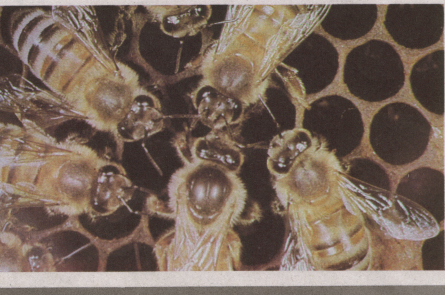 En efecto, las abejas: 1. Viven en sociedad y tienen como característica una rígida división del trabajo. 2.
