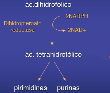 Metotrexato Ricardo Brage e Isabel Trapero - Lección 41 Análogo del ácido fólico Vía oral (i.m., i.v., intratecal).