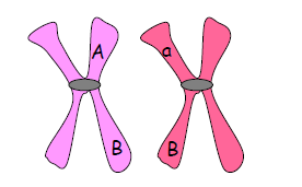Homocigosidad y heterocigosidad Un individuo es HOMOCIGOTO para un gen cuando presenta dos alelos iguales en sus
