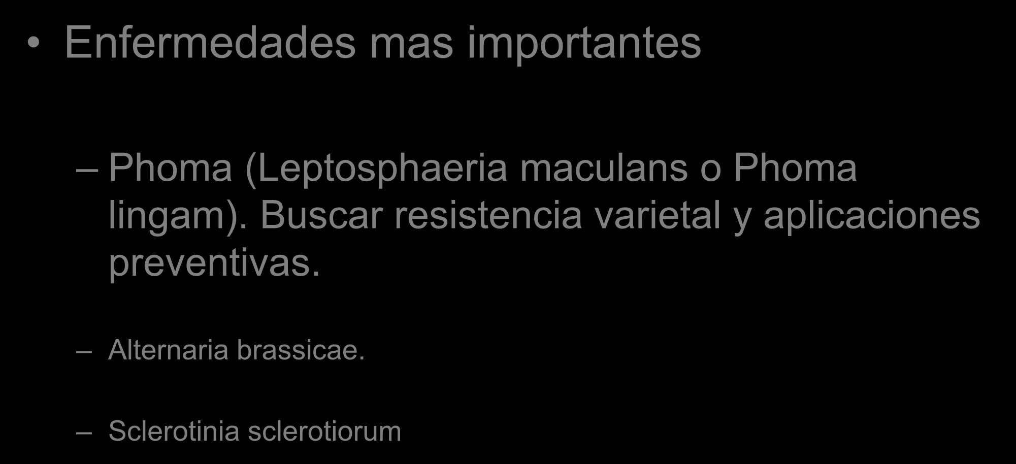 Enfermedades mas importantes Phoma (Leptosphaeria maculans o Phoma lingam).