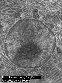 NÚCLEO Rodeado por una membrana doble compuesta por dos bicapas lipídicas. La interacción con el resto de la célula tiene lugar a través de unos orificios llamados poros nucleares.