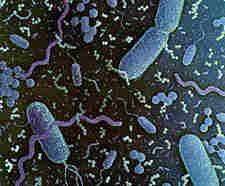 MICROBIOLOGÍA La Microbiología es la ciencia que estudia a los