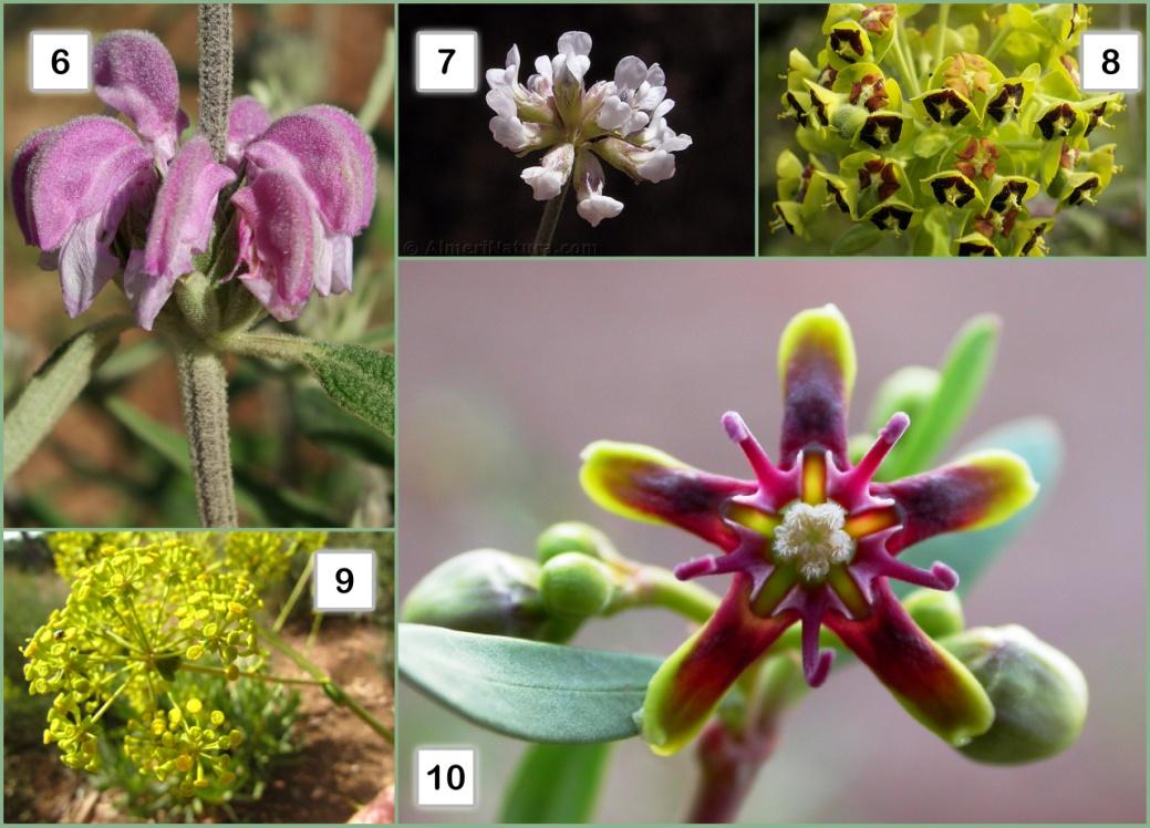 Imagen 5: Plantas productoras de polen (1, 2, 3), plantas productoras de néctar (4, 5, 6,7) y plantas con los nectarios muy expuestos (8, 9, 10) Imagen 6: Situación de los nectarios en la flor.