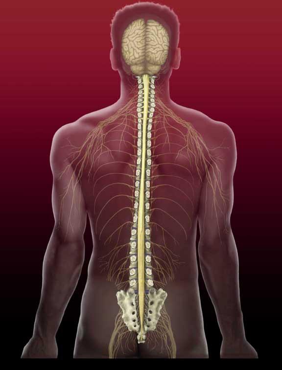 Estructura de la Espalda: Sistema Nervioso Junto con el cerebro, la médula espinal compone el