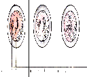 Fig. 12. 1. Fecundación. A. Penetración: 1. núcleo del ovocito, 2. espermatozoides, 3. polocitos, B. Pronúcleos: 4. femenino, 5. masculino, C. Huevo o cigoto: 6. huso mitótico.
