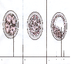 Fig. 12.2. Primera semana del desarrollo. A. Segmentación: 1. blastómeras, B. Mórula, C. Blastocisto: 2. embrioblasto, 3. blastocele, 4. trofoblasto. Fig. 12.3. Proceso desde la ovulación hasta la formación del blastocisto.