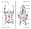 Fig. 13.1. Hojas germinativas en cortes transversales de embrión. A. Surco neural, B. Tubo neural, 1. ectodermo, 2. mesodermo, 3. endodermo, 4. notocorda, 5. crestas neurales, 6.