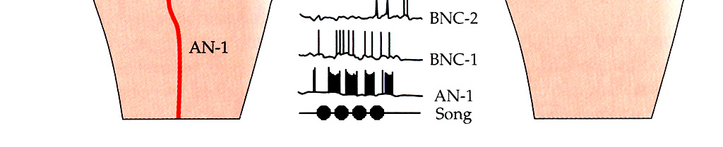 Procesamiento neuronal del sonido: las neuronas descendentes cerebrales AN-1 BNC-1 BNC-2