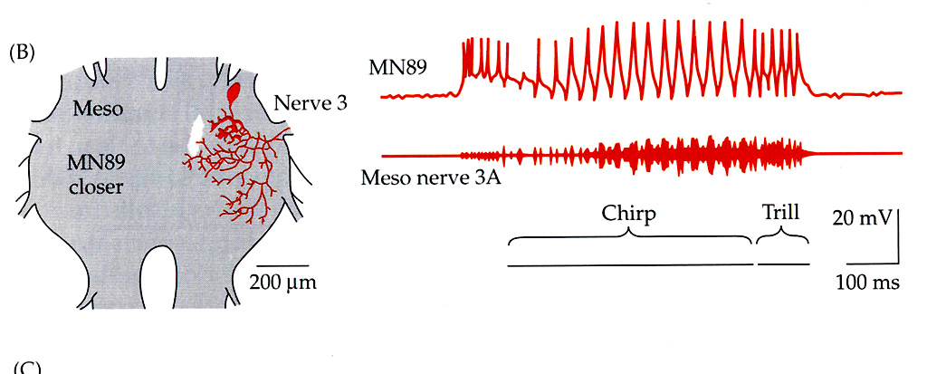 Los ganglios torácicos contienen las neuronas necesarias para la producción del sonido 17 Generadores centrales de patrones (CPG) 1) Circuito responsable de