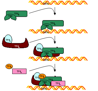 Promotor tipo II basal de eucariontes D Caja TATA 25 pb río arriba del Inr (+1) Factores de transcripción generales: A B TFIID TBP: proteína