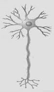 13. Es el mensaje básico que conducen los axones, se trata de un breve fenómeno electróquímico que se inicia en el extremo del axón próximo al cuerpo celular y viaja hacia los botones terminales.