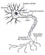 LA NEURONA Y LAS CÉLULAS DE SOPORTE DEL SISTEMA NERVIOSO Objetivo general de la unidad: Al término de la unidad el estudiante deberá indicar cuál es la estructura básica y función de las neuronas y