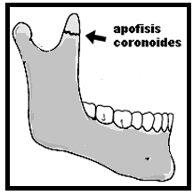 El cóndilo es un lugar donde frecuentemente se localizan las fracturas mandibulares debido a su relativa debilidad estructural, a pesar de estar protegido en el interior de la fosa glenoidea.
