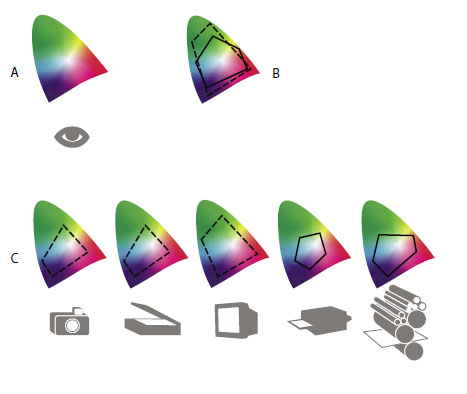 Gestión de color Los sistemas de gestión de color concilian las diferencias de color entre dispositivos para que el usuario pueda estar casi seguro de los colores finales generados por el sistema.