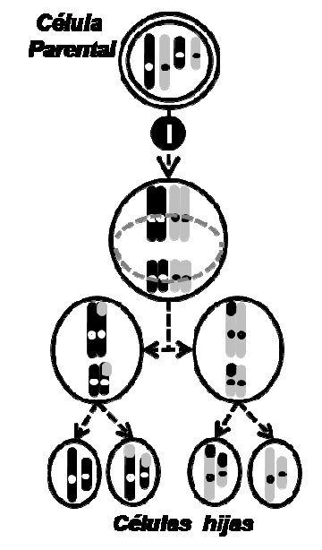 b. Identifica los nº señalados en la estructura. c. En qué momento del ciclo celular se ha tomado la imagen? d. A qué tipo de organización celular puede pertenecer esta estructura?