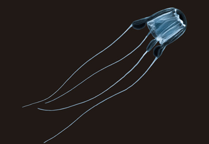 Guía de identificación y tratamiento de picaduras de medusas y otros organismos gelatinosos COTYLORHIZA PELAGIA PELAGIA PELAGIA RHIZOSTOMA RHIZOSTOMA RHIZOSTOMA
