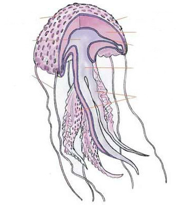 Ficha Técnica de Medusas Los cnidarios, grupo de animales que incluye a las medusas y otros organismos gelatinosos urticantes, poseen células llamadas Cnidocistos que son como microjeringas que