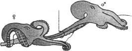 Blgo. Alejandro H. Ramirez es colocado por el macho en la vagina de la hembra para su fecundación interna. En pelecípodos, la fecundación es externa.