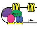 Introducción PARP-1 Funciones Biológicas Alteración cromatina Transcripción génica de la estructura de Interacción física o