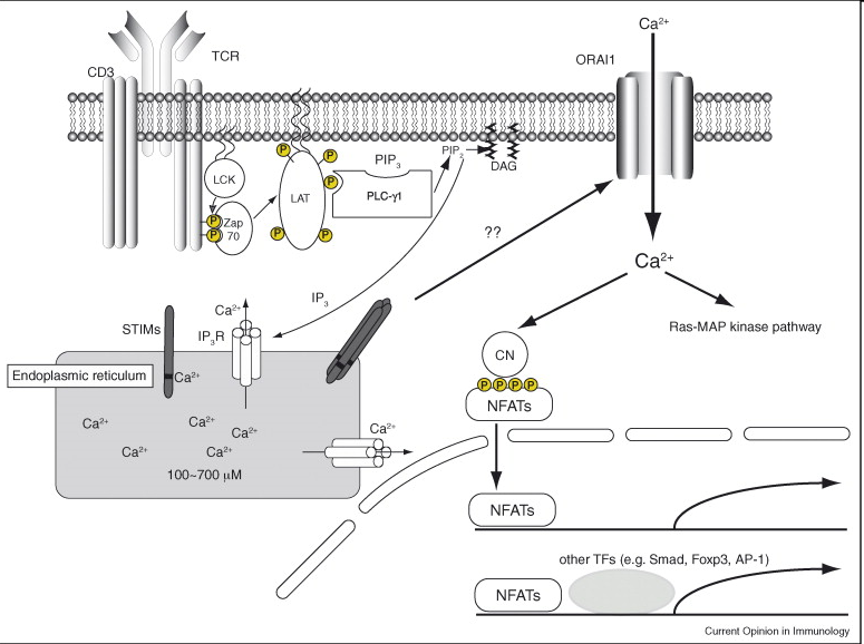 Resultados Figura 19. Señalización del flujo de entrada de calcio en la activación celular. (Winslow et al. 2003). Se ha descrito que el potencial de membrana podría afectar a la activación de CRAC.