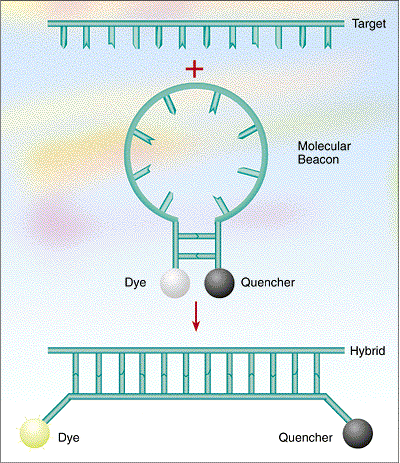 Sondas específicas Molecular Beacons Estructura