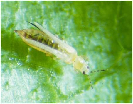 Introducción: thrips Los thrips son plagas importantes Cultivo de plantas (agricultura, horticultura, y silvicultura) Causando daños directos y por transmisión de virus Difíciles de controlar