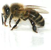 Departamento Entomología y Virología : Investigación Investigación en apicultura Interaccion entre plantas,vectores y viruses Señales químicas (insectos,