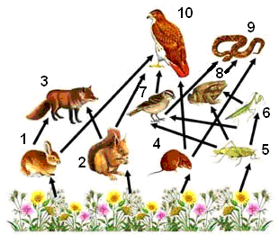 62. Observa la siguiente red alimenticia y selecciona la opción que tiene dos elementos que cumplen la función de consumidores secundarios. A) Musaraña (4) pájaro (7).