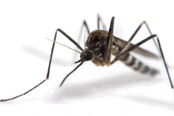 Familia Togaviridae, género Alphavirus Virus RNA (+) Vector = mosquitos Aedes spp Incubación 2-6 días Chikungunya: el virus Tasa de letalidad <1% Aún no