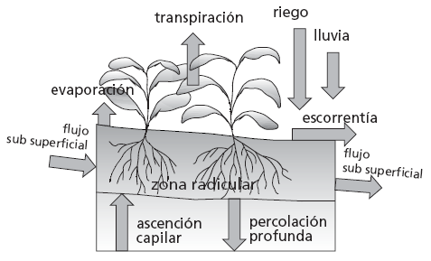 6 La ET (evapotranspiración), es la suma de la transpiración de los vegetales y la evaporación del agua del suelo para el ciclo del crecimiento del cultivo, tal como se muestra en la Figura 1, el