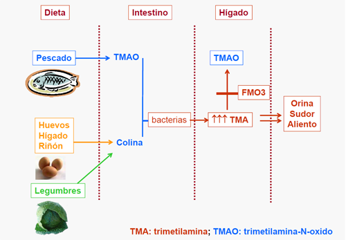 Trimetilamina Cómo se forma la TMA?