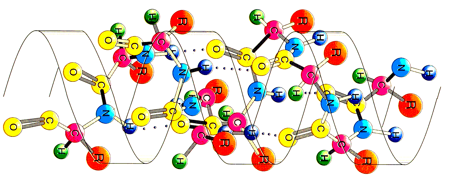 Describa los distintos niveles estructurales de las proteínas indicando los tipos de enlaces, interacciones y fuerzas que las estabilizan [1,5].