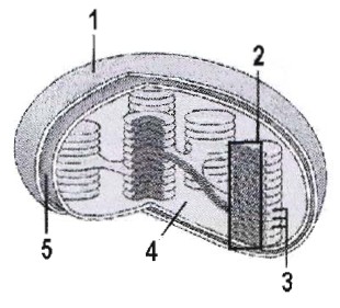 16. Defina los siguientes componentes de la célula e indique una función de cada uno de ellos: nucleolo, vacuola, aparato de Golgi y cloroplasto [2]. 17.
