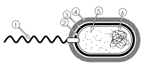 15. En relación con la figura adjunta, responda las siguientes cuestiones: a) Qué tipo de célula representa la imagen? [0,2]. Cuál es su mecanismo de división?