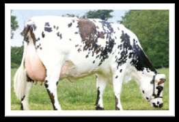 Razas de bovino de doble propósito de uso más común en el Brasil -