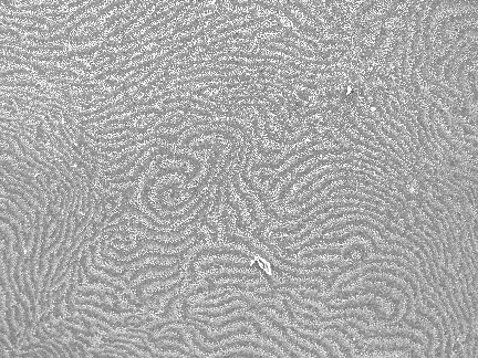 XVI Congreso de Física Estadística FisEs09 33 Spiral and target patterns in bivalve nacre: layer growth of a biological liquid crystal Julyan H. E. Cartwright, Antonio G.
