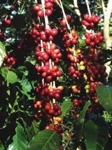 III. CAFÉ ORGÁNICO El café orgánico es aquel que tiene una forma de cultivo que recurre a diversas tecnologías de abono, control de malezas y plagas, sin utilizar algún fertilizante, herbicida,